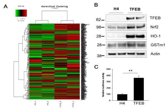 TFEB에 의한 Nrf2와 관련 단백질의 발현 증가