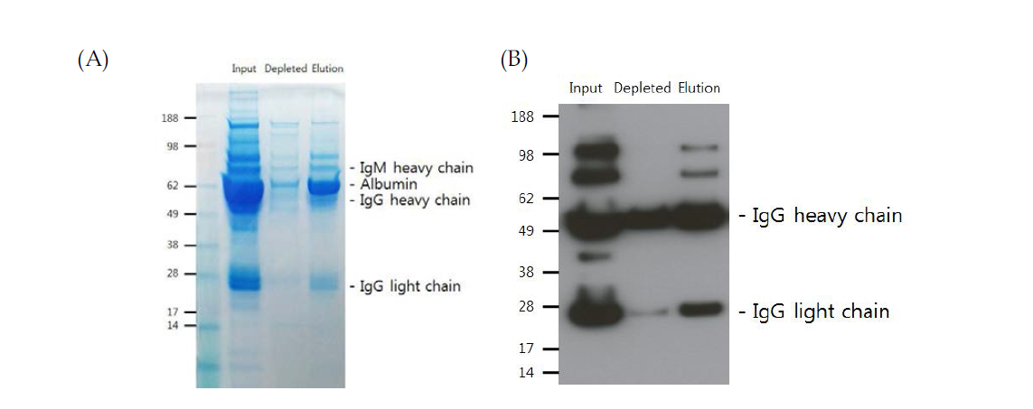 High abundant protein 제거 효율 확인. (A) High abundant protein depletion kit(Seppro IgY14 spin column) 처리 후 coomasie blue 염색 (B) High abundant protein 중 하나인 IgG 제거 효율 확인.