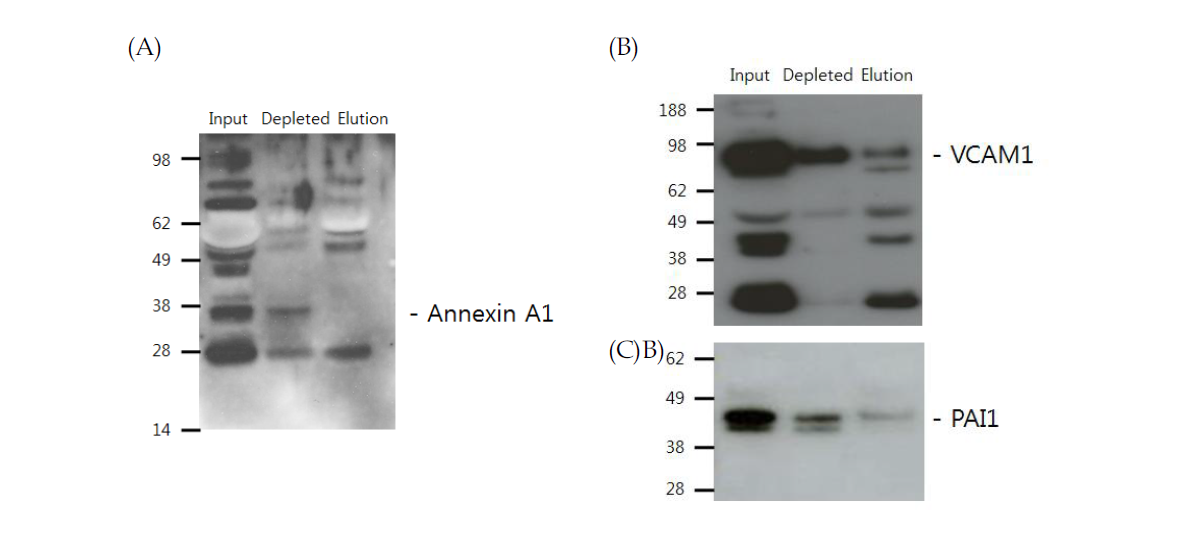 High abundant protein depletion kit에 의한 Low abundant protein 제거 (A) Annexin A1(B) VCAM1, (C) PAI1 혈액단백질 제거 정도 확인