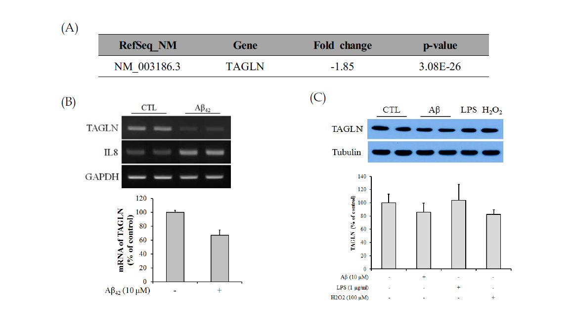 HUVEC cell에서 Amyloid beta에 의한 TAGLN 발현 변화 확인 (A) Aβ에 의한 TAGLN 발현 양상의 Microarray 결과 (B) Aβ에 의한 HUVEC의 TAGLN mRNA 발현 변화 (C) Aβ에 의한 HUVEC의 TAGLN protein 발현 변화
