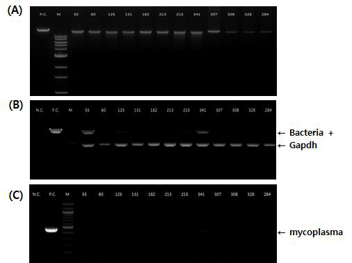 DNA 정도관리. (A) 모집대상자의 DNA 안정성 검사 결과 (B) 모집대상자의 bacteria 오염 검사 결과 (GAPDH; loading control ) (C) 모집대상자의 Mycoplasma 오염 검사 결과