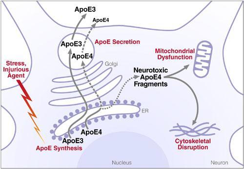 뉴런에서 APOE 생합성 후 세포내 미치는 영향