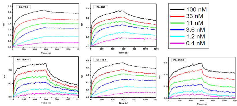 PA와 선도 인간항체 사이의 association과 dissociation의 sensorgram