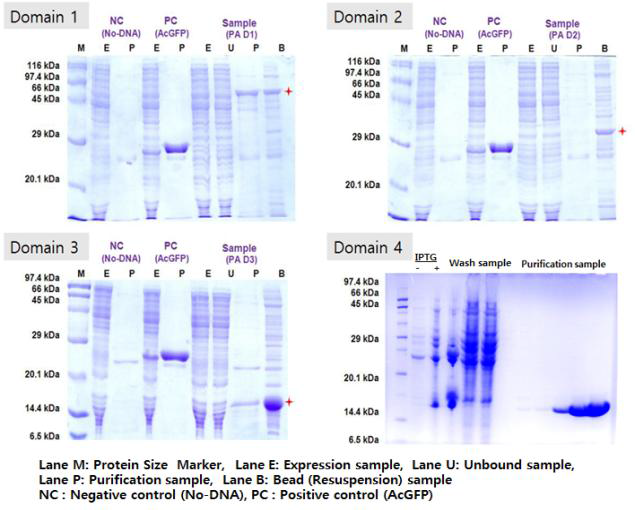 PA 단백질 발현 및 정제 SDS-PAGE 확인