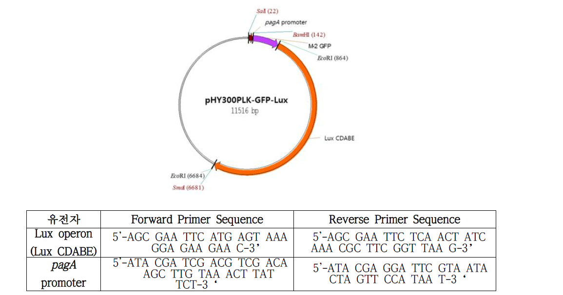 형광 및 발광인자 발현 construct 지도 및 primer 염기서열