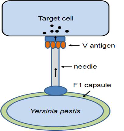 페스트균의 type III secretion system