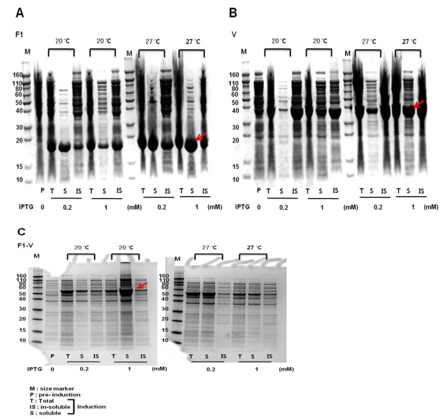 단백질 발현확인 및 수용성 불용성 여부 확인. (A) F1 단백질, (B) V 단백질, (C) F1-V 단백질