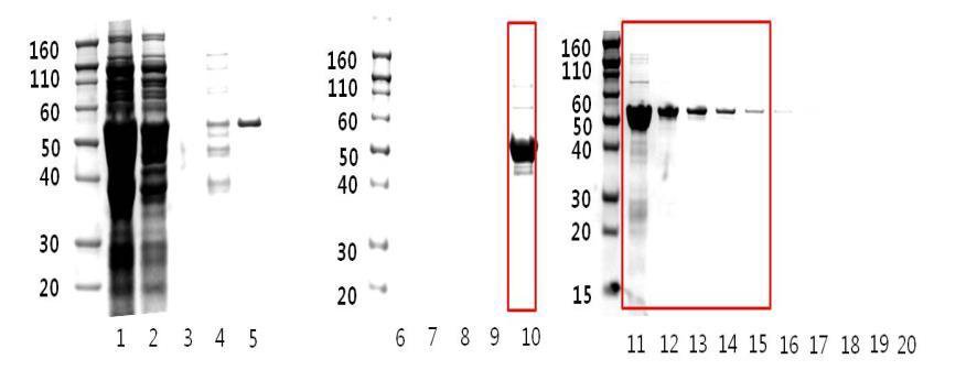 F1-V 단백질 분리 정제.