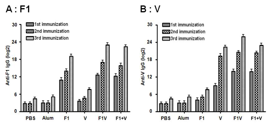ELISA 방법을 이용한 F1 및 V 항원에 대한 항체가 측정(BALB/c 모델)