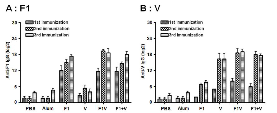 ELISA 방법을 이용한 F1 및 V 항원에 대한 항체가 측정(C57BL/6 모델)