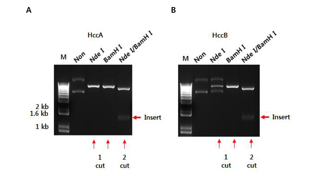 HccA와 HccB DNA 확인