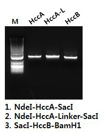 PCR을 통한 HccA, HccA-L, HccB 항원 유전자 확인