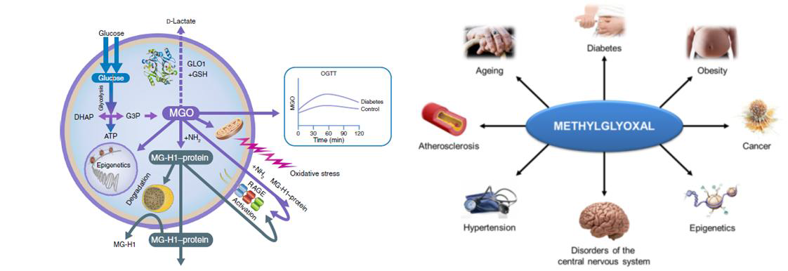 MGO 생성경로 및 MGO와 연계된 다양한 질환