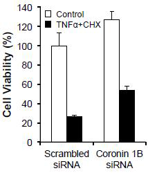 Coronin 1B depletion increases the HUVEC viability.