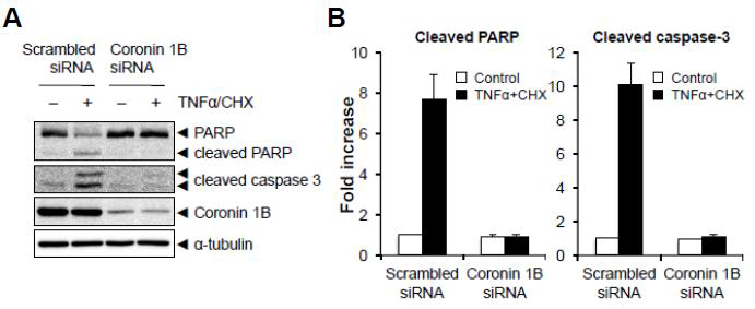 Coronin 1B depletion suppresses TNFα+CHX-induced cleavage of PARP and caspase 3