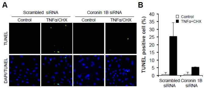 Coronin 1B depletion suppresses TNFα+CHX-induced apoptosis