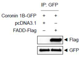 Coronin 1B interacts with FADD