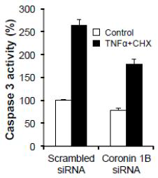 Coronin 1B depletion suppresses TNFα+CHX-induced caspase 3 activation