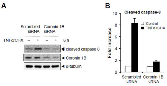 Coronin 1B depletion suppresses TNFα+CHX-induced caspase 8 cleavage