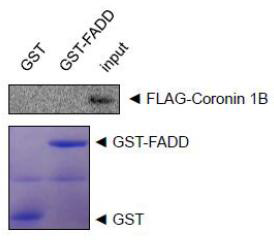 Coronin 1B and FADD do not interact directly