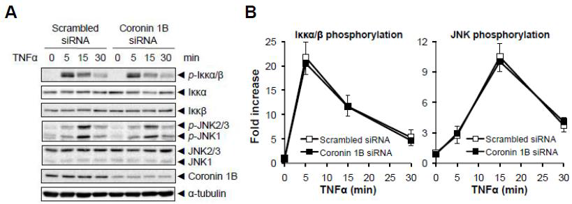Coronin 1B depletion does not affect TNFα-induced NFκB and JNK activation