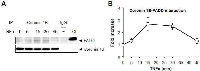 Coronin 1B interacts with FADD in response to TNFα