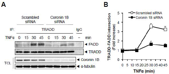 Coronin 1B depletion inhibits TNFα-induced TRADD and FADD interaction