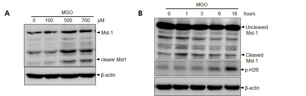 MGO처리에 의해 농도, 시간별로 Mst1의 활성증가 관찰