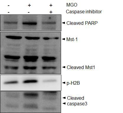 Caspase inhibitor 처리에 의해 Mst1 활성 감소