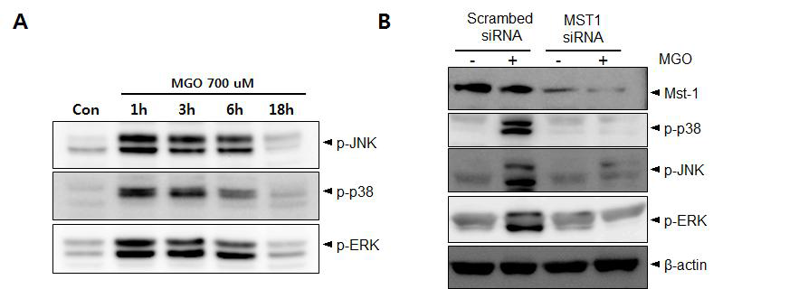 Methylglyoxal에 의해 세포사멸 신호전달이 활성화 되고 Mst1의 발현 억제에 따라 JNK/p38의 활성화가 감소됨을 관찰