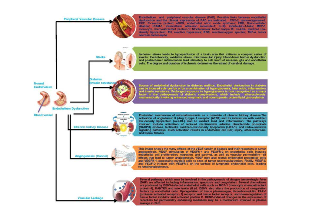 혈관내피세포 기능장애로 인해 야기되는 다양한 질병