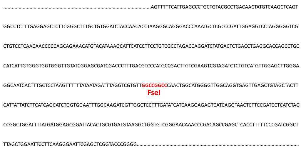 염기서열 분석결과 - genetic marker인 FseI 제한효소 염기서열 확인