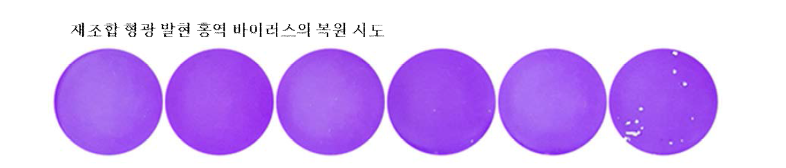 역유전학법용 plasmid transfection 후 상층액을 이용한 plaque assay 결과 - 형광 발현 재조합 홍역 바이러스에 의해 형성된 것으로 여겨지는 plaque의 확보