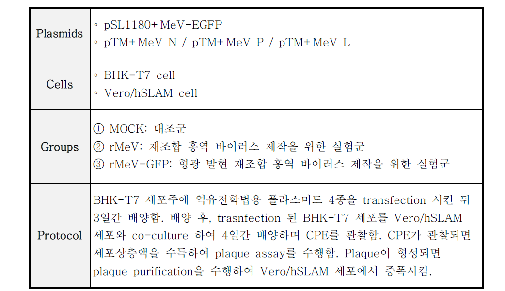 형광 발현 재조합 홍역 바이러스 제작 시도 방법