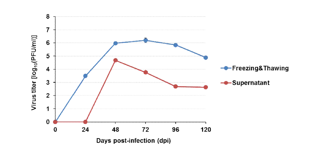 재조합 홍역 바이러스의 성장특성 분석 결과(Freezing&Thawing)