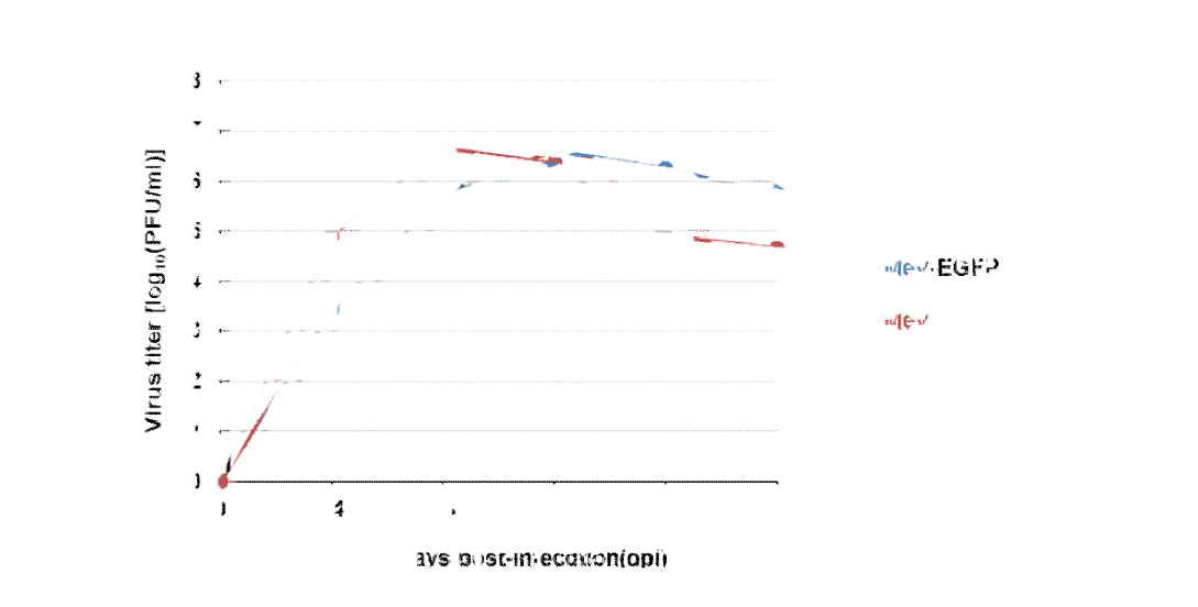 형광단백질을 발현하는 재조합 홍역바이러스의 성장특성 분석 결과