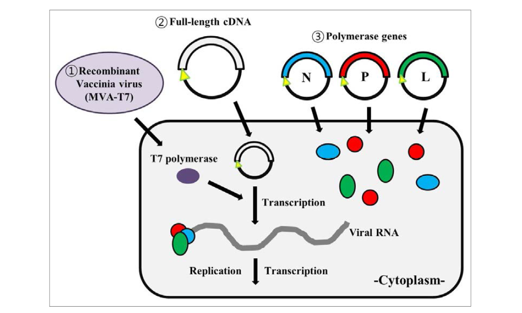 홍역 바이러스의 역유전학법의 모식도