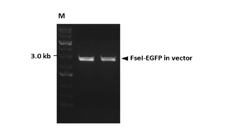 EGFP 유전자의 vector로의 삽입