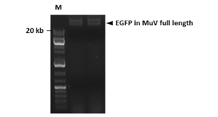 유행성이하선염 전장유전자에 EGFP 유전자의 삽입 결과