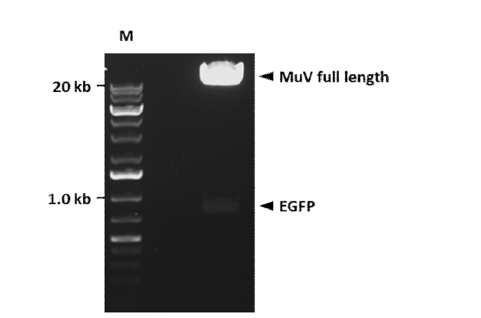 FseI 제한효소 처리를 통한 EGFP의 삽입여부 확인