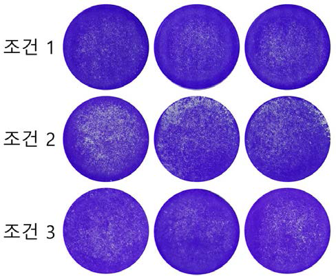 Plaque assay를 통한 유행성이하선염 바이러스 제작여부 확인 결과