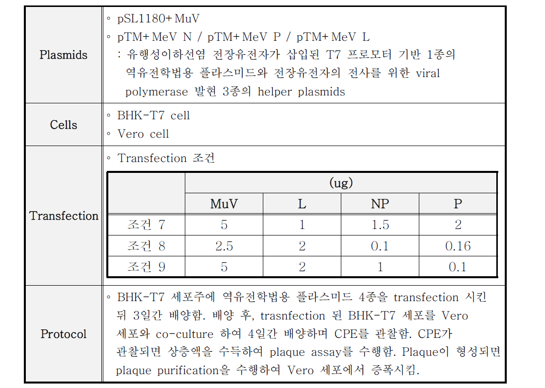 재조합 유행성이하선염 바이러스 제작 시도