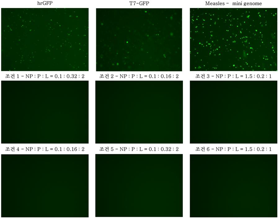 NP:P:L의 비율에 따른 viral polymerase 기능 분석