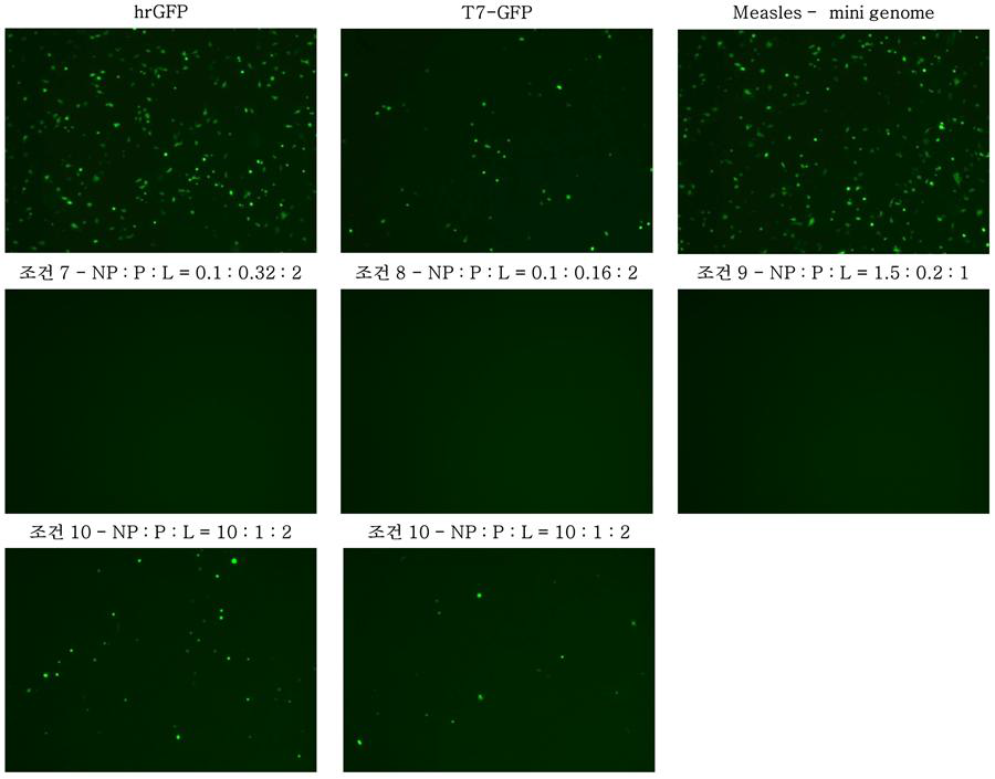 NP:P:L의 비율에 따른 viral polymerase 기능 분석