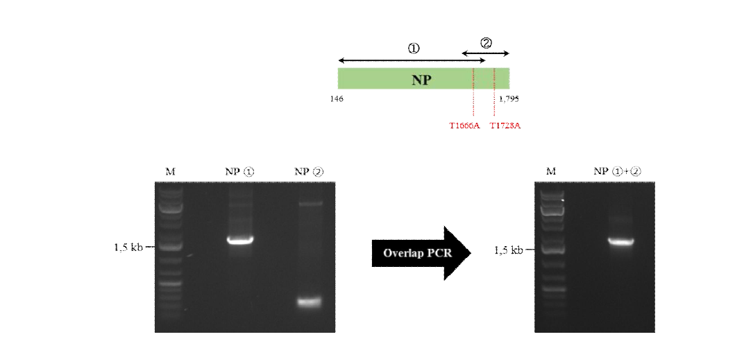 Overlap extension PCR을 통한 NP 유전자 염기서열 수정
