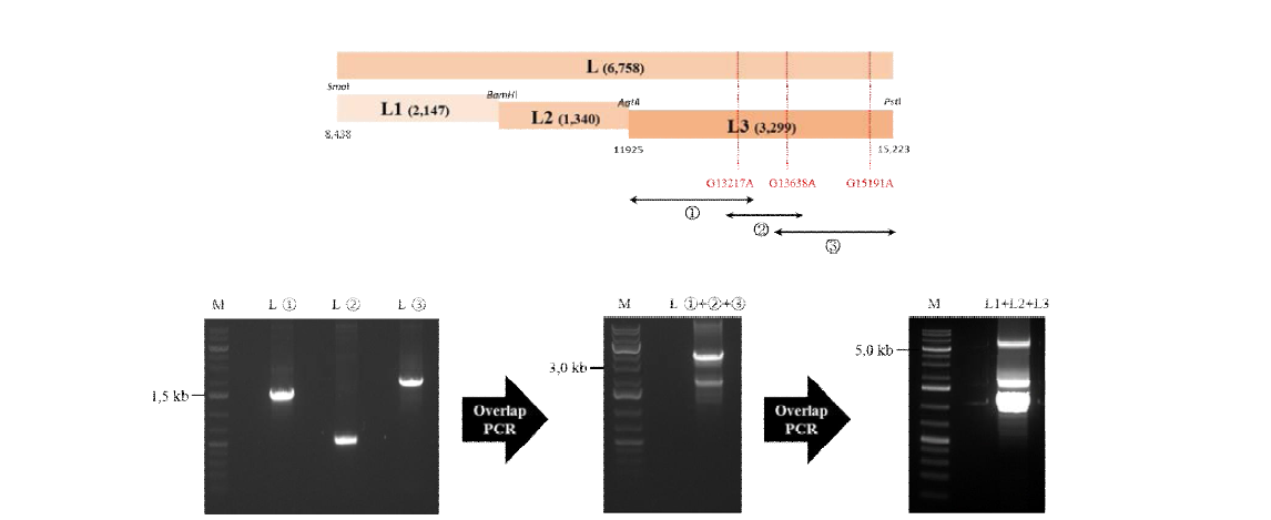 Overlap extension PCR을 통한 L 유전자 염기서열 수정