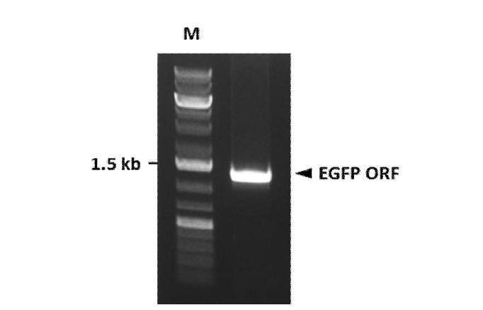 PCR을 통한 EGFP 유전자의 확보