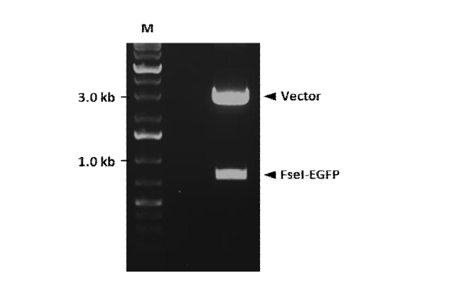 FseI 제한효소 처리를 통하여 형광 유전자의 삽입여부를 확인