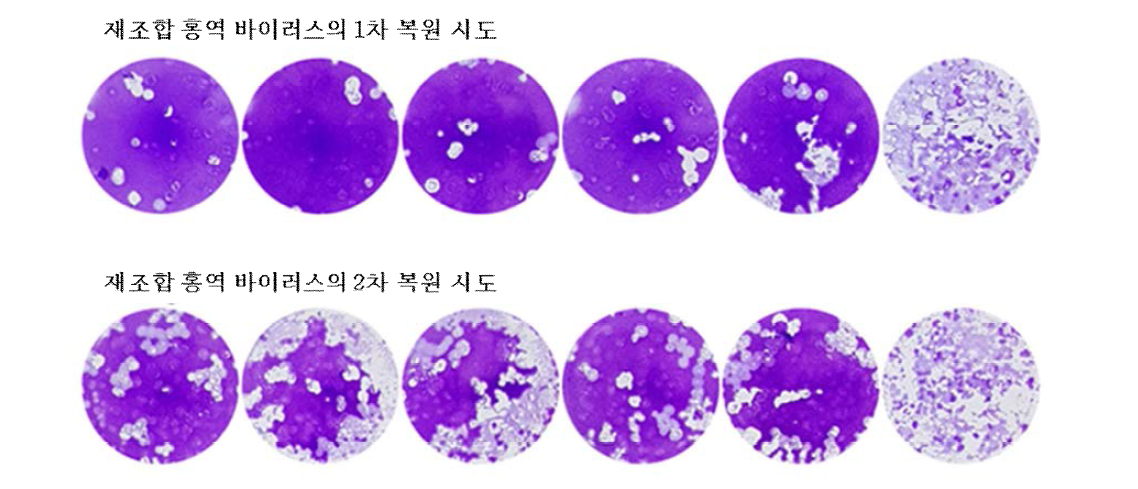 역유전학법용 plasmid transfection 후 상층액을 이용한 plaque assay 결과 - 재조합 홍역 바이러스에 의해 형성된 것으로 여겨지는 plaque의 확보