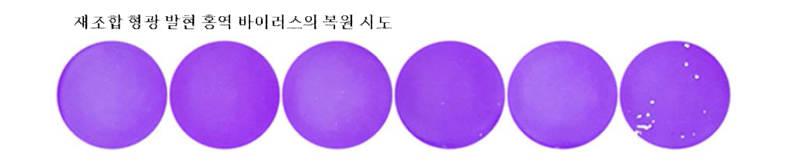 역유전학법용 plasmid transfection 후 상층액을 이용한 plaque assay 결과 - 형광 발현 재조합 홍역 바이러스에 의해 형성된 것으로 여겨지는 plaque의 확보